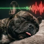 A close-up, high-definition shot of a French Bulldog sleeping deeply on a pillow, mouth slightly open