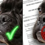 A split-screen close-up of a French Bulldogs nose. The left nostril is highlighted in Green with a checkmark