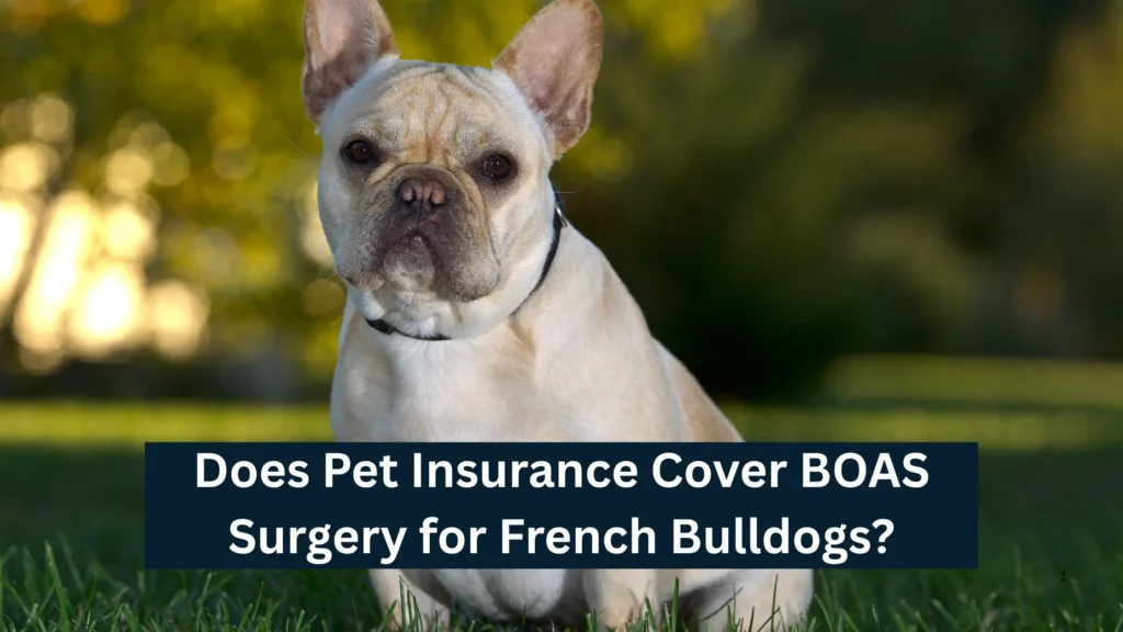 Does Pet Insurance Cover BOAS Surgery for French Bulldogs?