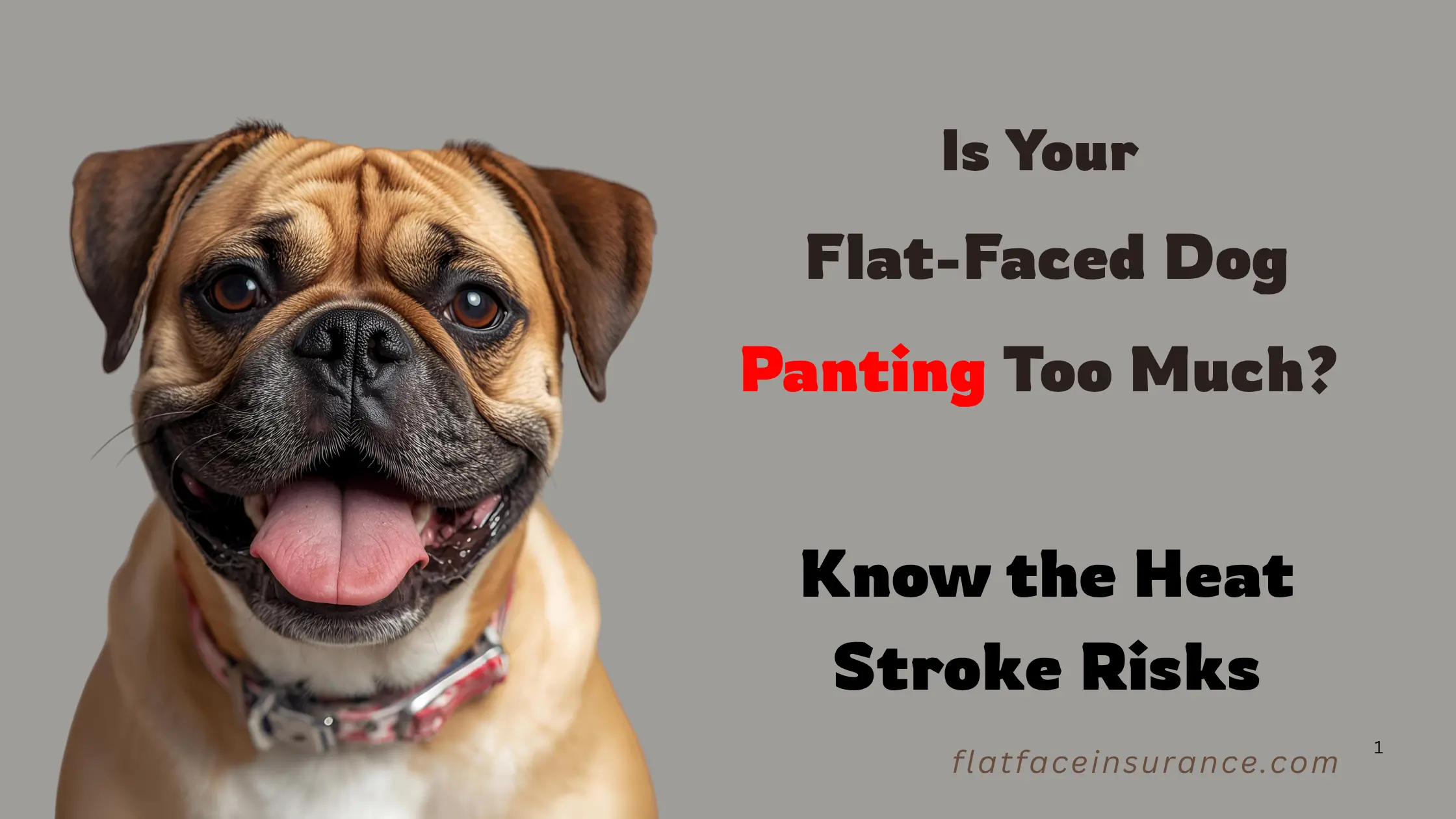 Heat Stroke Prevention in Flat-Faced Dogs