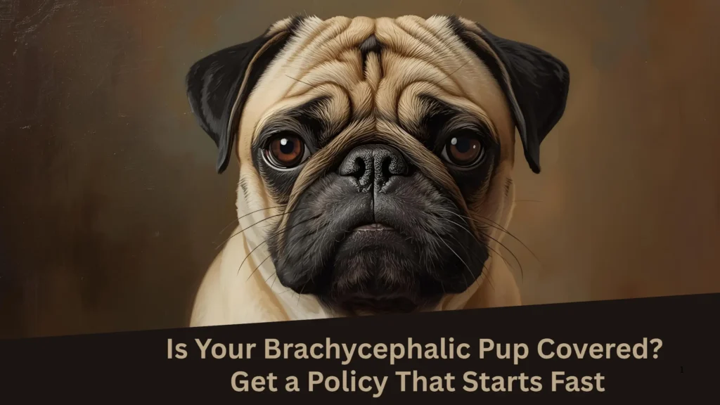 Is Your Brachycephalic Pup Covered Get a Policy That Starts Fast
