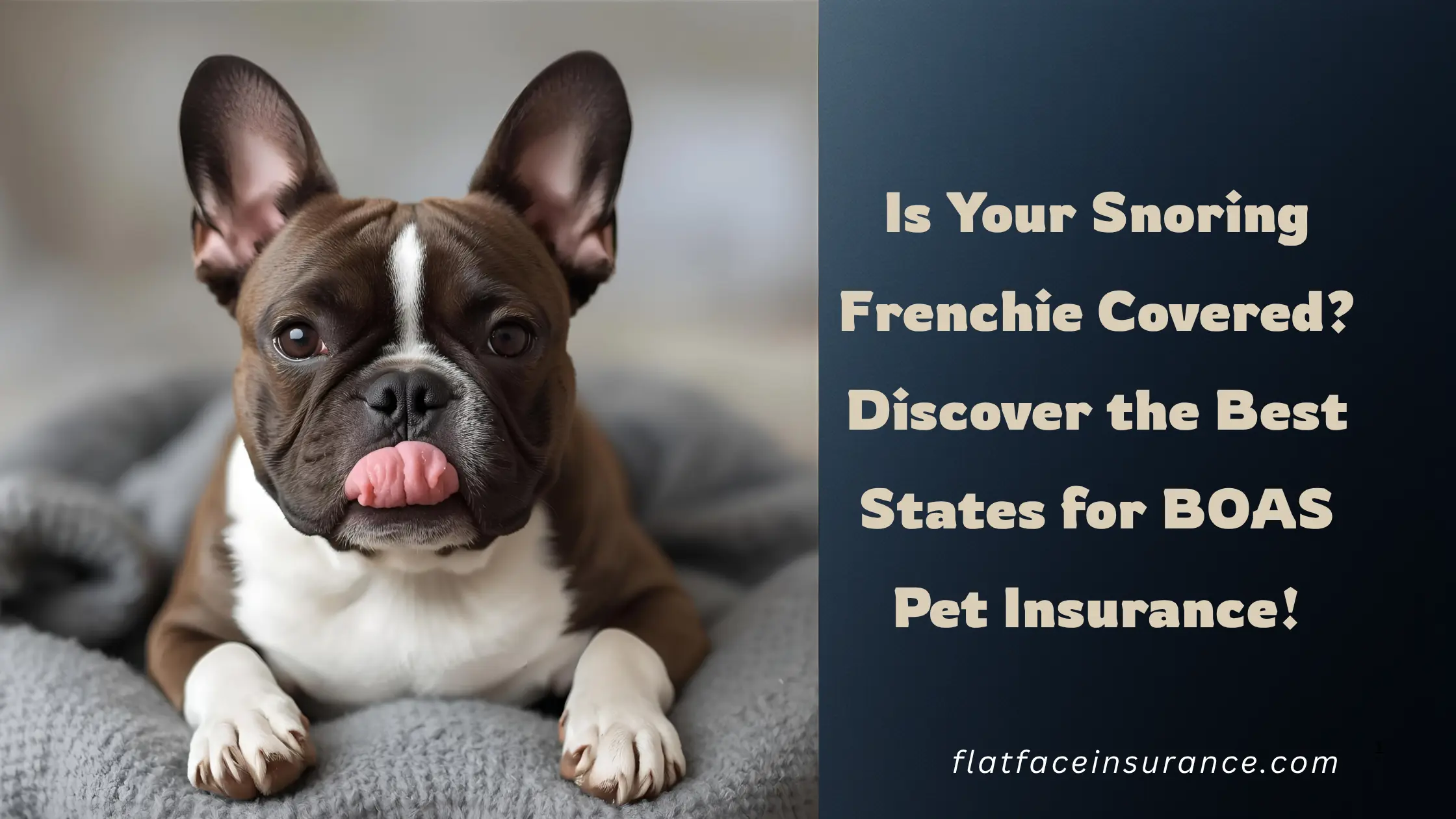 Is Your Snoring Frenchie Covered? Discover the Best States for BOAS Pet Insurance! Best BOAS Surgery Coverage
