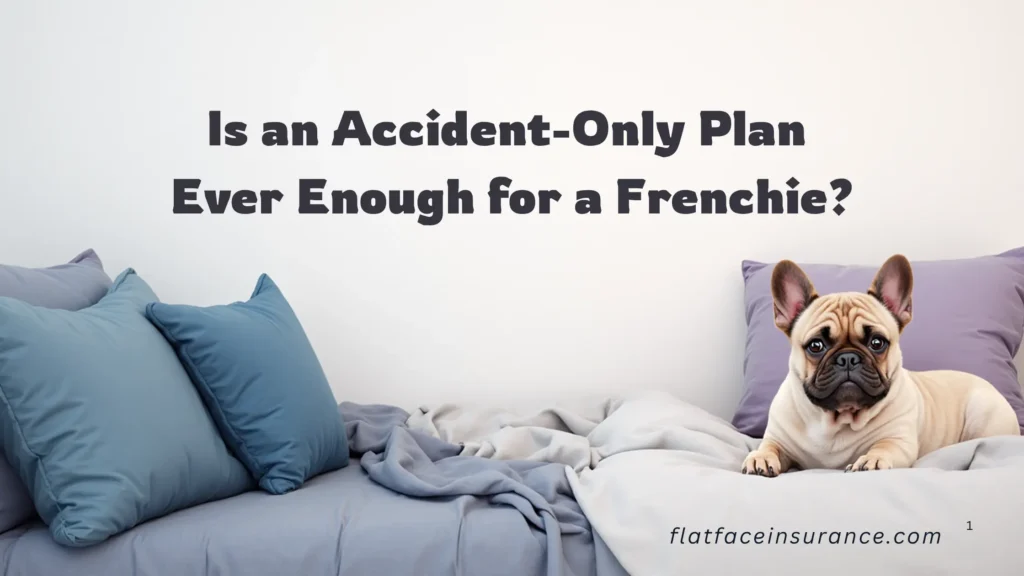 Is an Accident-Only Plan Ever Enough for a Frenchie?